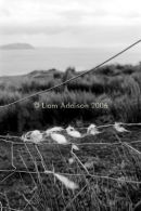 Cill Rialaig, Co.Kerry